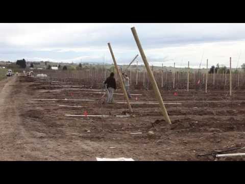 Planting A Modern Orchard