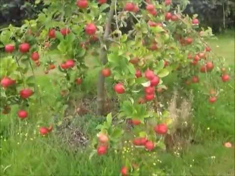 Orchard walk August 27-pears, plums, apples, wasps, broken branches