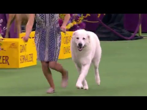 Westminster Kennel Club Dog Show 2016 - Best of Working Group