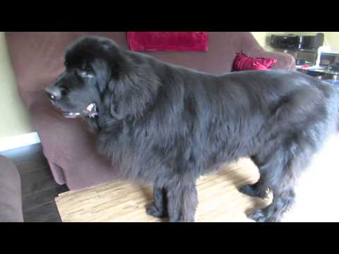 Giant Newfoundland dog demands to see Peter Pan