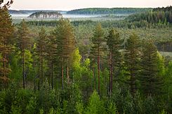 Bos in het Estische natuurgebied Meenikunno, dat behoort tot het Europese Natura 2000-netwerk