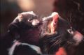 Tasmanian devil joeys build their immune system with peptides contained in mother's milk.