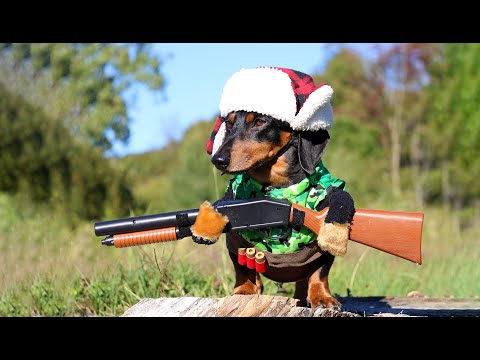 Huntin' Dog - Part 3 - DUCK SEASON