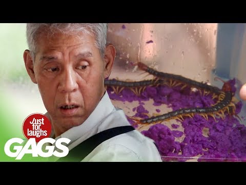 Nasty Bug Invasion - JFL Gags Asia Edition