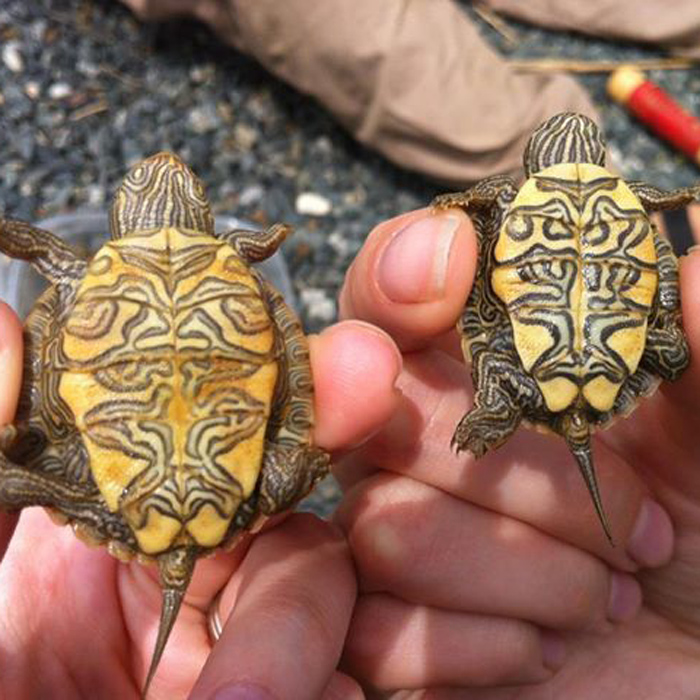 Northern Map Turtle