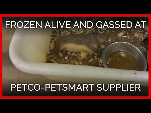 Animals Frozen Alive, Crudely Gassed at Petco, PetSmart Supplier Mill