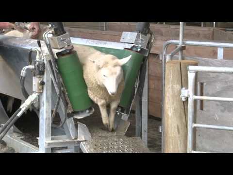 Sheep Conveyor