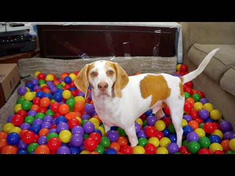 Best Dog Birthday Surprise: DIY Ball Pit for Maymo