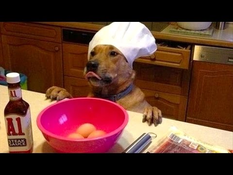 Dogs, man's best and funniest friends - funny dog compilation