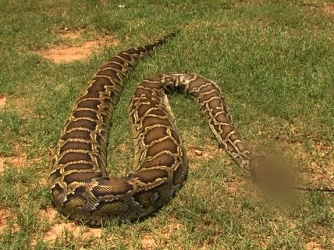 Okla. Teen Finds 14-Foot Python in Family's Yard