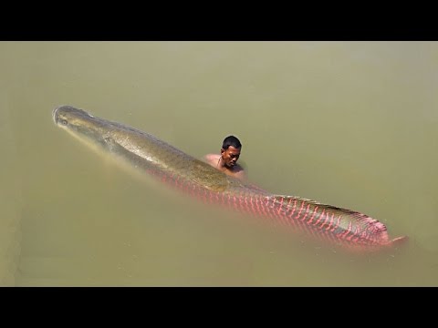 EPIC AMAZON RIVER MONSTER