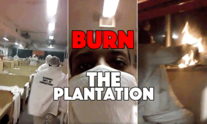 burn_plantation