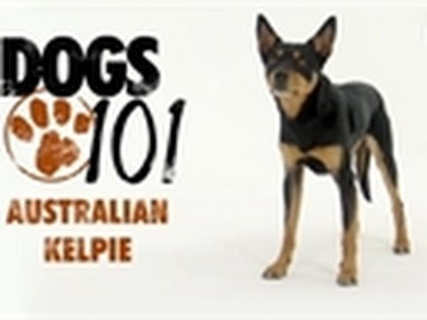 Dogs 101 - Australian Kelpie