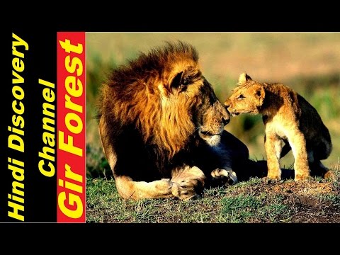 Gir Forest National Park Hindi Discovery Channel Documentary National Geographic