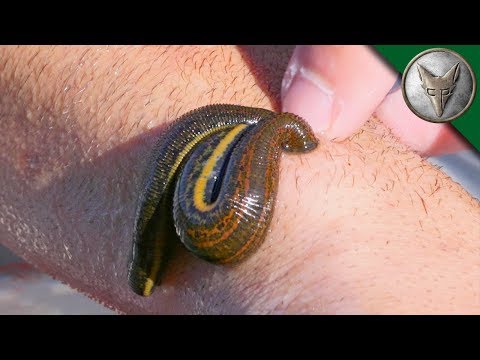 Surviving a LEECH ATTACK!