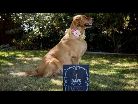 This Glowing Golden Retriever's Maternity Photo Shoot Will Make You Smile