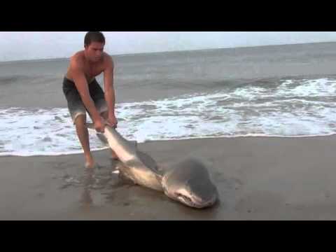 Shark caught in Delaware