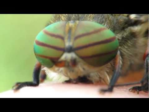 Hybomitra horse-fly close up