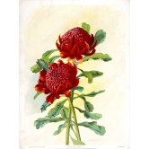 Telopea speciosissima (Waratah), by Margaret Flockton, 1901-1904