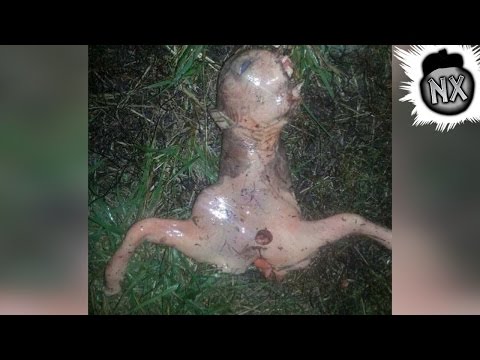 7 Creepiest Things Found in the Woods