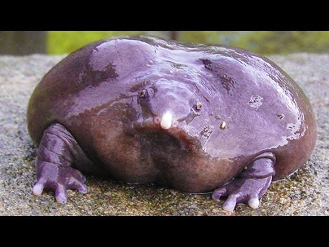 WEIRD PURPLE FROG