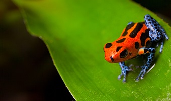 poison-arrow-frog-amazon