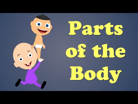 Parts of the Body for Kids