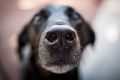 The nose of Finnegan, a mixed-breed dog owned by author Alexandra Horowitz.