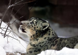 Snow Leopard