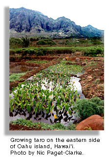 Growing taro. Oahu Island. Hawai'i. Photo by Nic Paget-Clarke