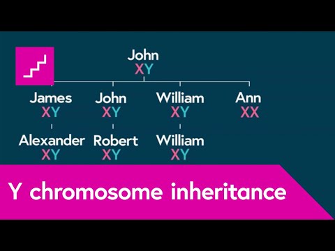 How is the Y chromosome passed down by males through the generations?