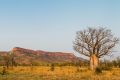 A boab tree at Cockburn Range, Western Australia.