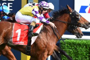 Derby favourite: Sacred Elixir, seen here in the Caulfield Guineas Prelude, burst to a half-length win from Morvada.