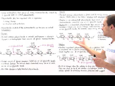 Polysaccharides (Glycogen, Starch and Cellulose)