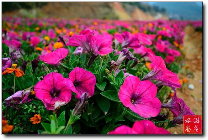 十里蓝山玛琪雅朵花海、寻梦谷一日游/每周末发团