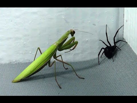 Black Widow vs Praying Mantis: Spiders infest my house