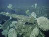 Incredible photos of sunken WWII ship