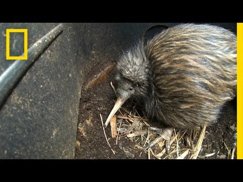 Bizarre, Furry Kiwi Bird Gets a Closer Look