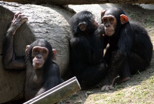 Three Chimpanzee release at an enclosure for public viewing  at Alipore Zoological Garden in Kolkata on Feb 20, 2015