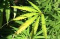 Medicinal cannabis was recently legalised in Queensland but there are still restrictions.