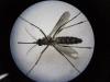 Biotech firm plans Zika vaccine trials