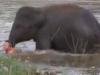 Baby elephant ‘rescues’ her hero