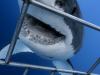 Geez, Great Whites sure don’t like cages