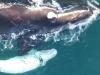 Amazing footage of rare white whale calf