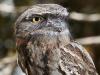 Bird’s-eye view of Adelaide’s amazing wildlife