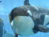 SeaWorld to end breeding killer whales