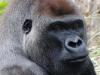 Gorilla escapes from London Zoo