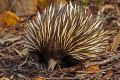 One of the echidnas tracked in the study