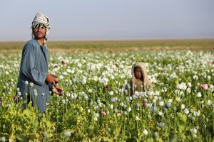 File - An Afghan works in his poppy field as U.S. Marines and Georgian soldiers inquire about enemy activity during Operation Cyclone, near Passau village in Afghanistan's Helmand province, April 12, 2014.