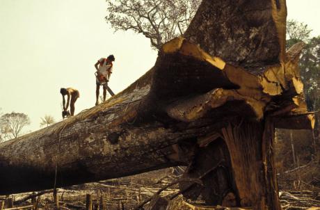 A felled tree